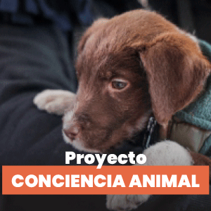 300-X-300 octubre.gif