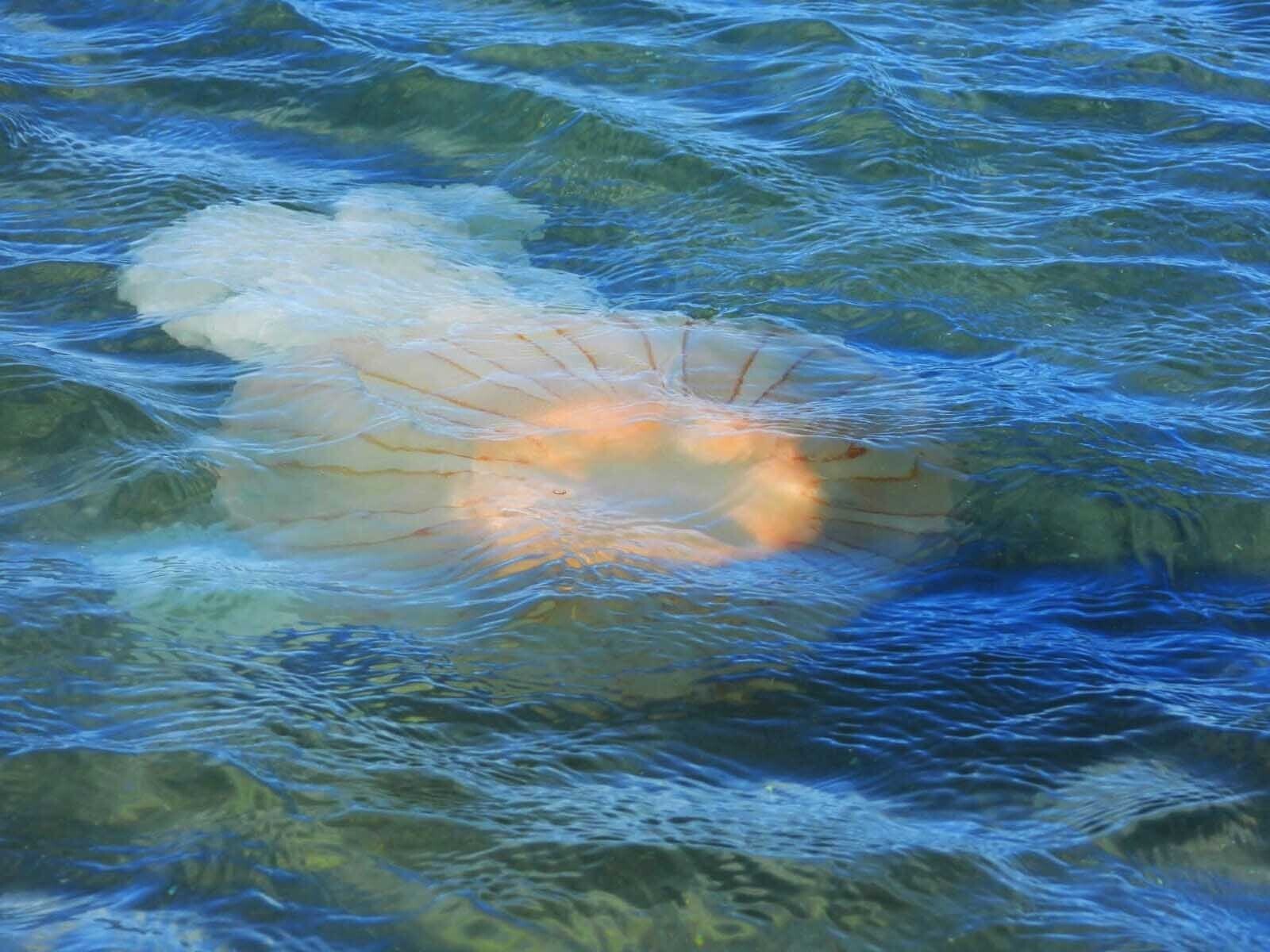 408568_2_71352_raw.jpg Medusas en Puerto Madryn: claves para entender el fenómeno