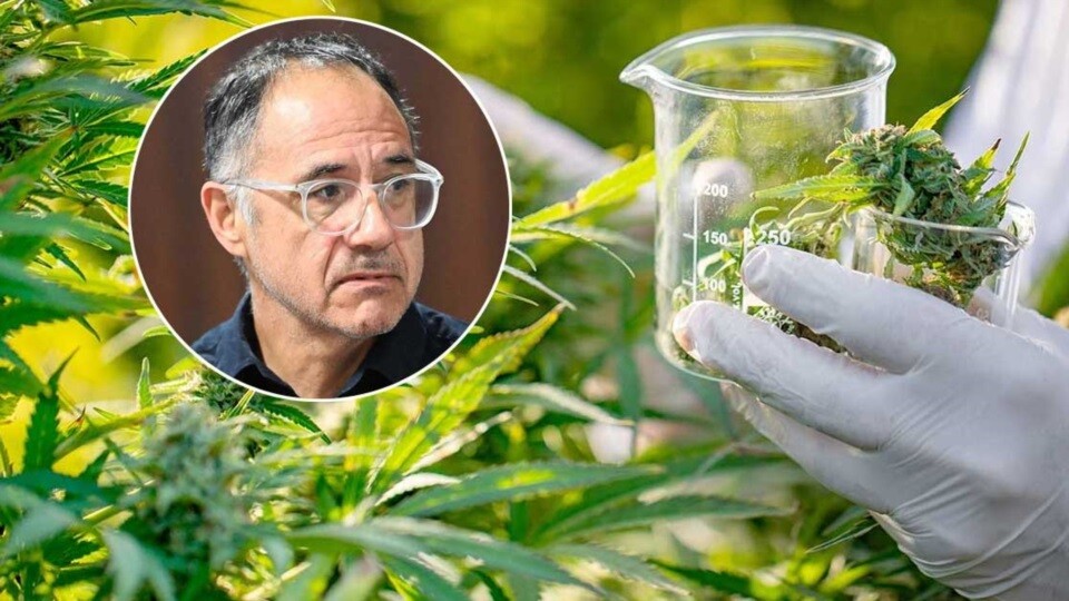 Vamos a reglamentar la ley de Cannabis Medicinal