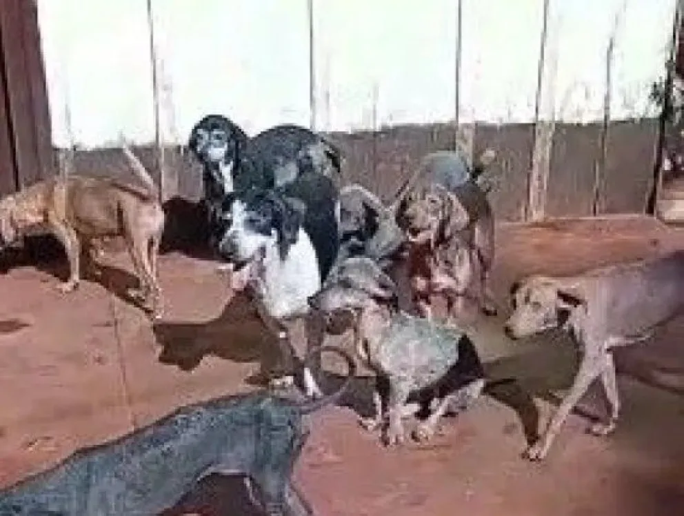 46066.webp Desaparición de perros en Guaraní: cuestionan el método de búsqueda en las chacras trabajadas
