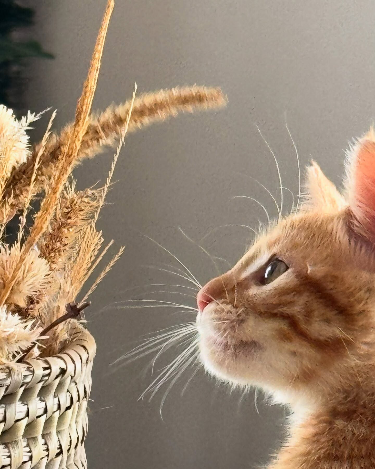 472115038_18475209085004678_6194935253125065098_n.jpg 472115038_18475209085004678_6194935253125065098_n.jpg