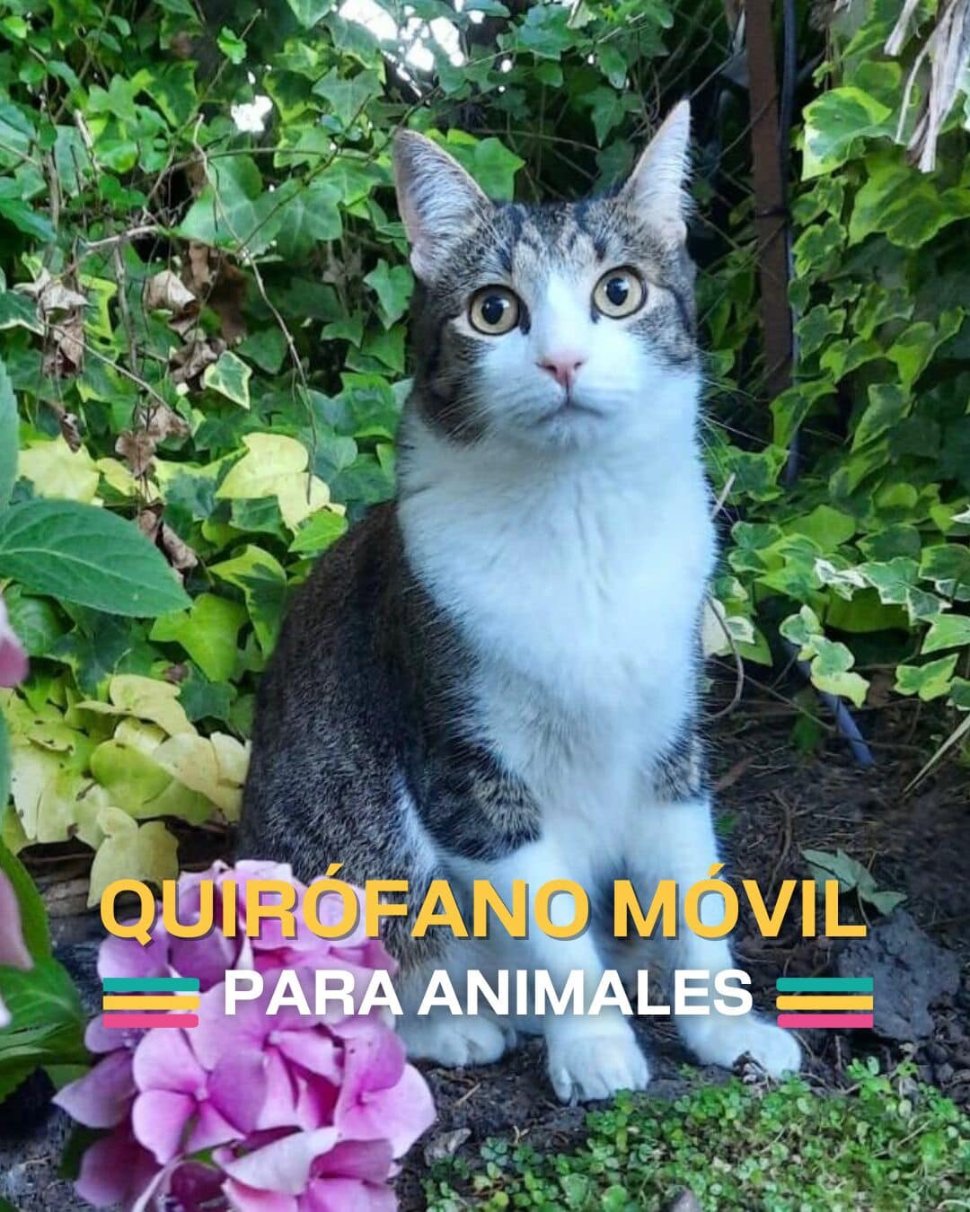 ¡Nuevas ubicaciones de los quirófanos móviles para animales!