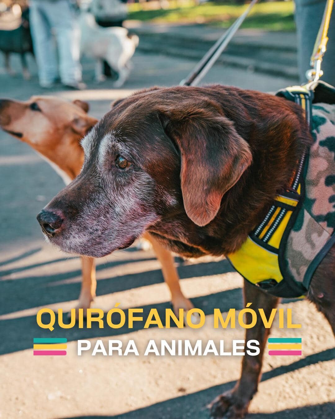 Jornada de castraciones.