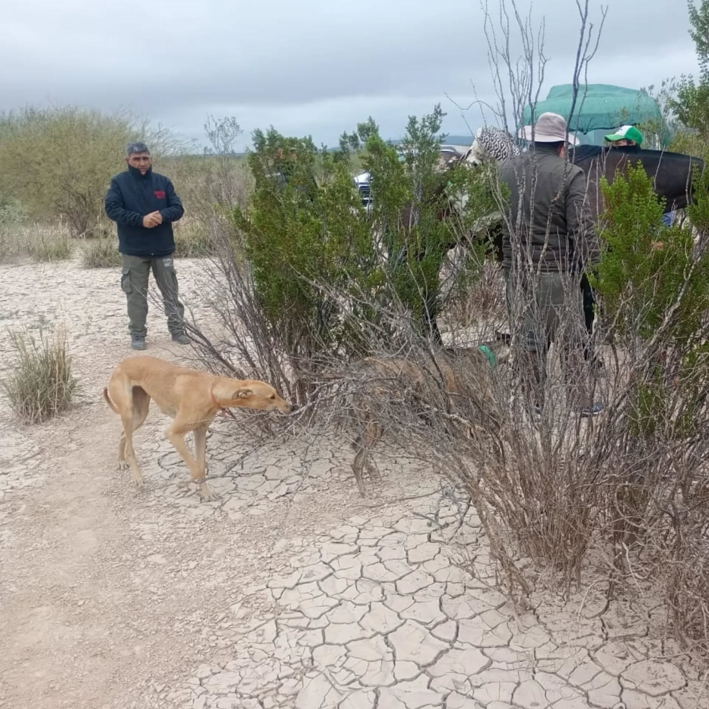 En un importante operativo realizado en el departamento Albardón, tres comisiones de agentes de flora y fauna realizaron un control de huellas que permitió detectar diferentes tipos de delitos ambientales.