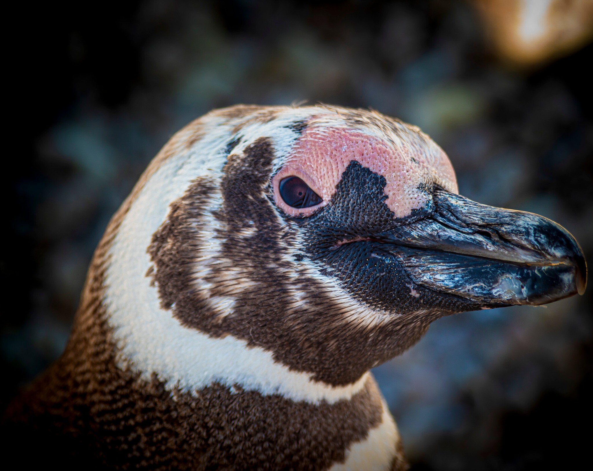 CONICET lanzó un streaming en vivo para observar la vida silvestre de la Patagonia