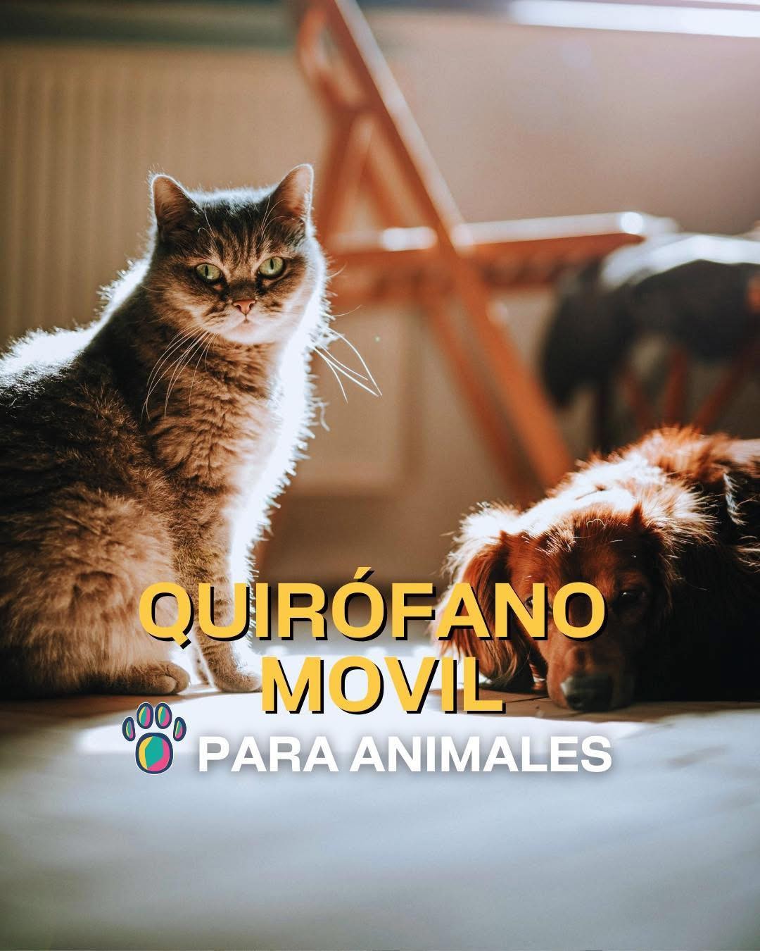 🐶 ¡Nuevas ubicaciones de los quirófanos móviles para animales!