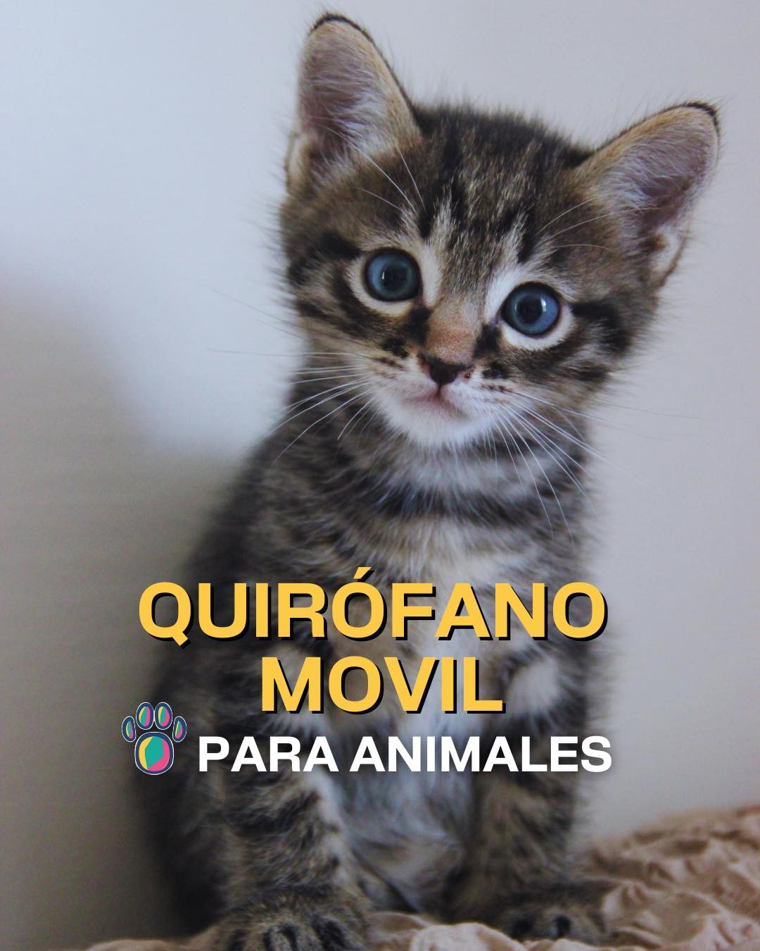 🐶 ¡Nuevas ubicaciones de los quirófanos móviles para animales!