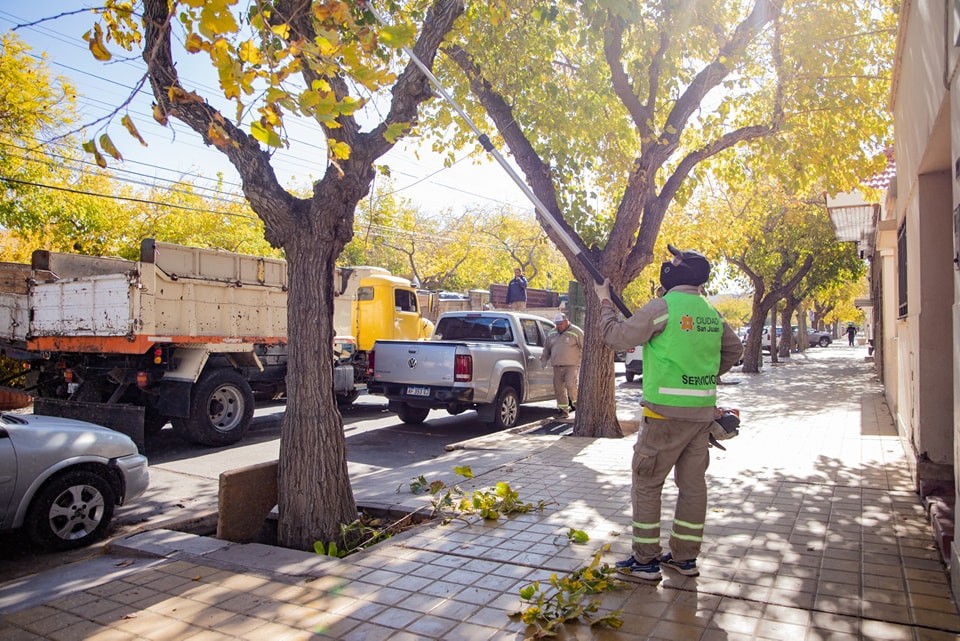 Continúa el Plan de Poda para mejorar la iluminación, seguridad y salud del arbolado de la Ciudad de San Juan esta semana.