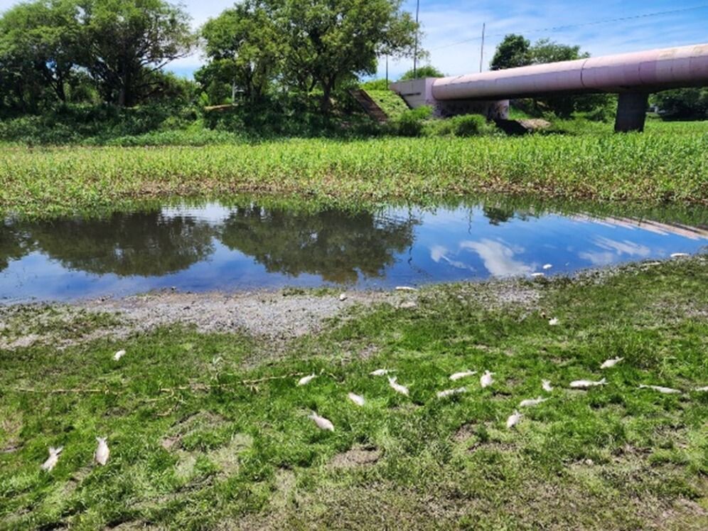 RÍO NEGRO: LA APA ESTUDIA MUESTRAS DEL CURSO DE AGUA DONDE SE DETECTARON PECES MUERTOS