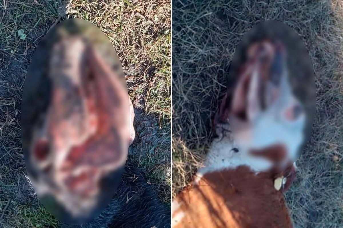 Nuevas Mutilaciones esta ves en Parana