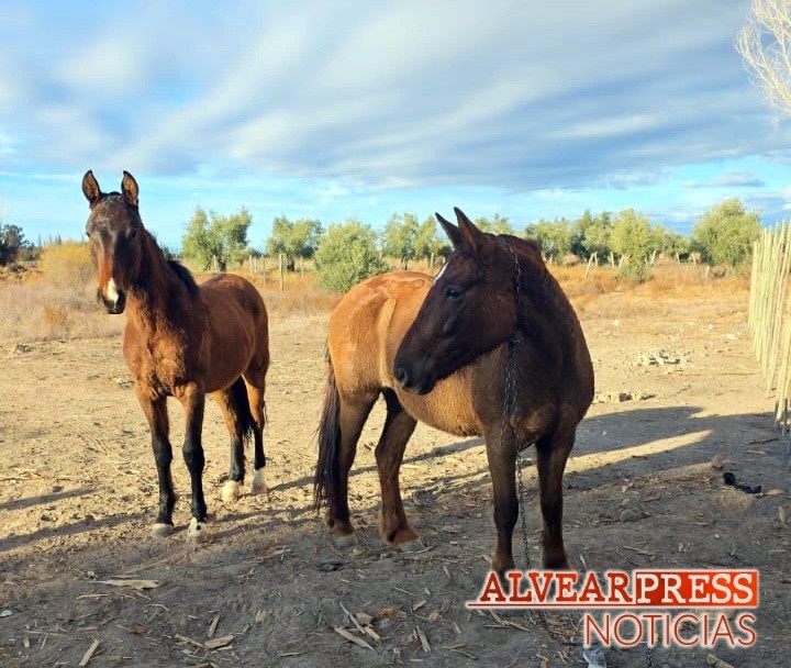 La Policía Rural recuperó animales robados y decomisó casi 200 kilos de carne en mal estado