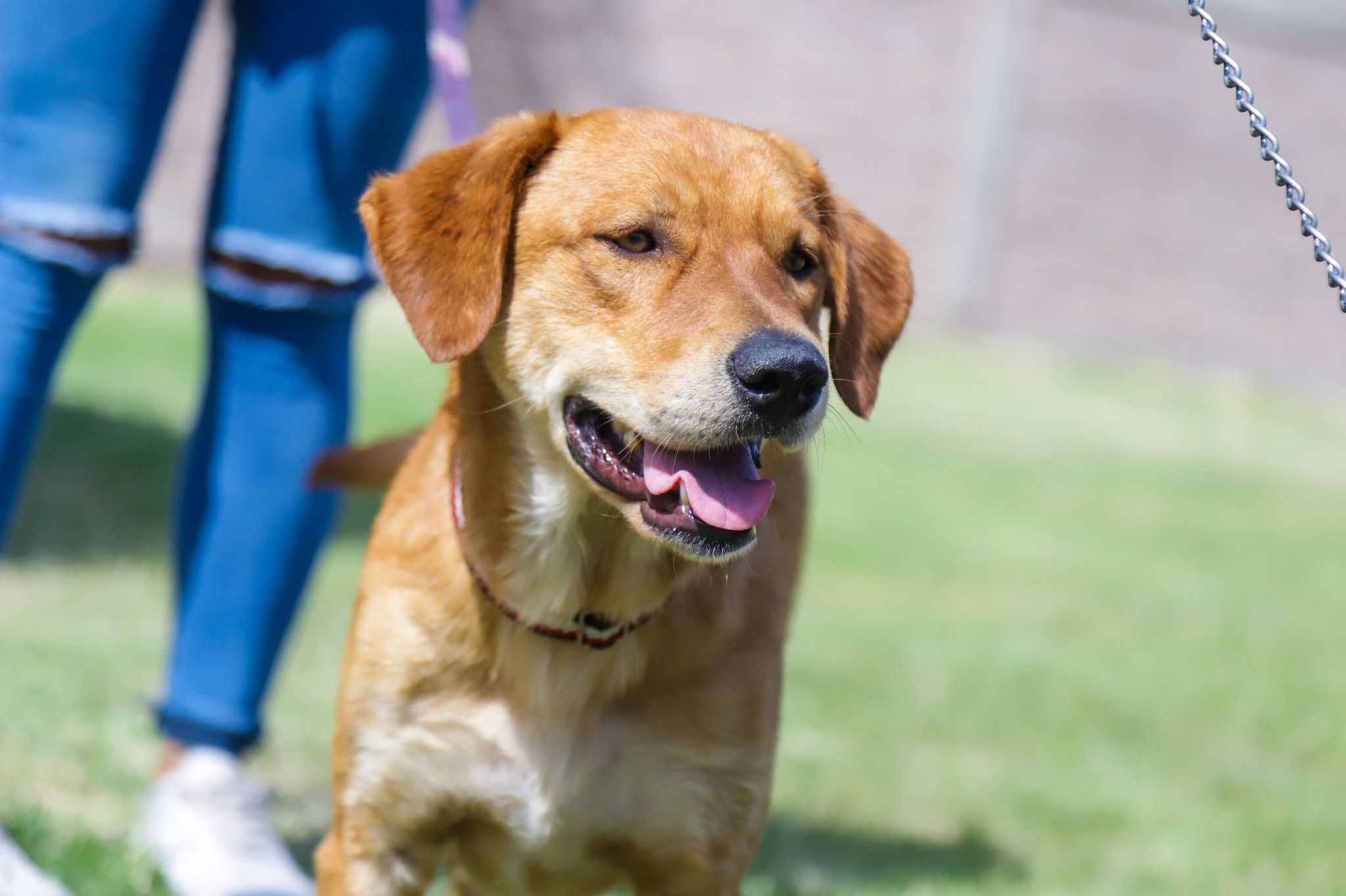La Ciudad refuerza la protección de perros y gatos con una nueva jornada de vacunación antirrábica