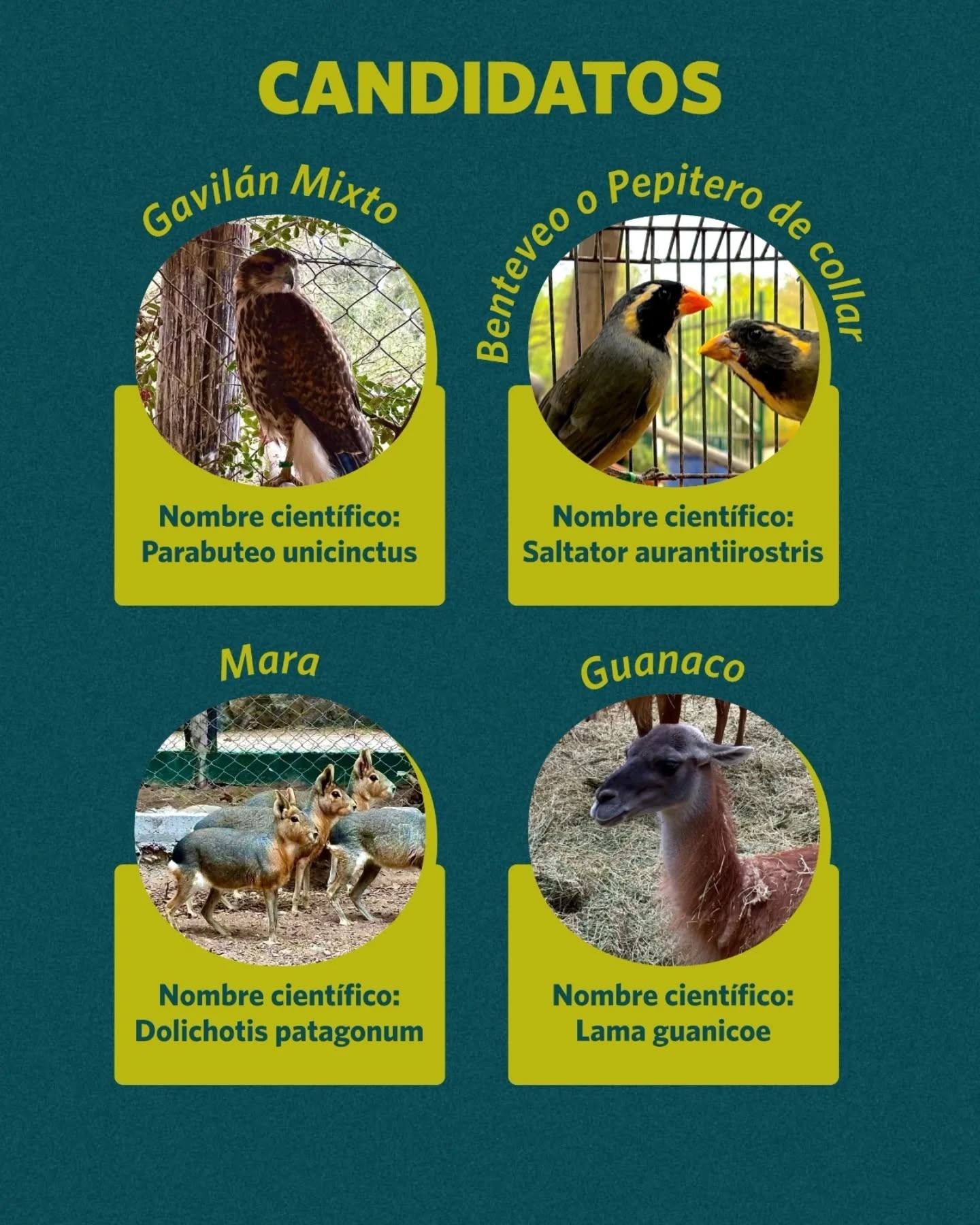 Este Día del Niño Rivadavia invita a los mas pequeños a votar en el Faunístico