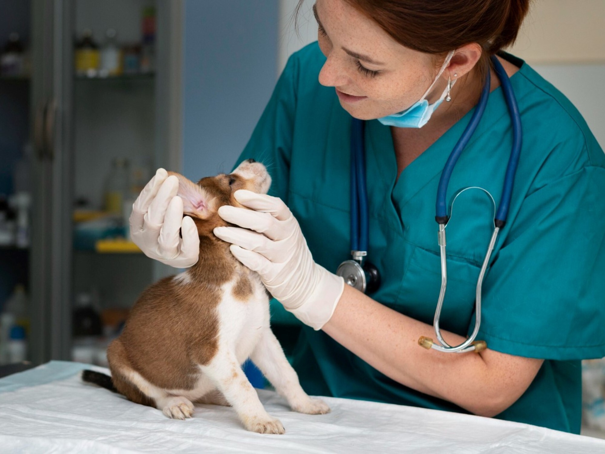 Proyectan un Hospital Veterinario con atención gratuita y urgencias