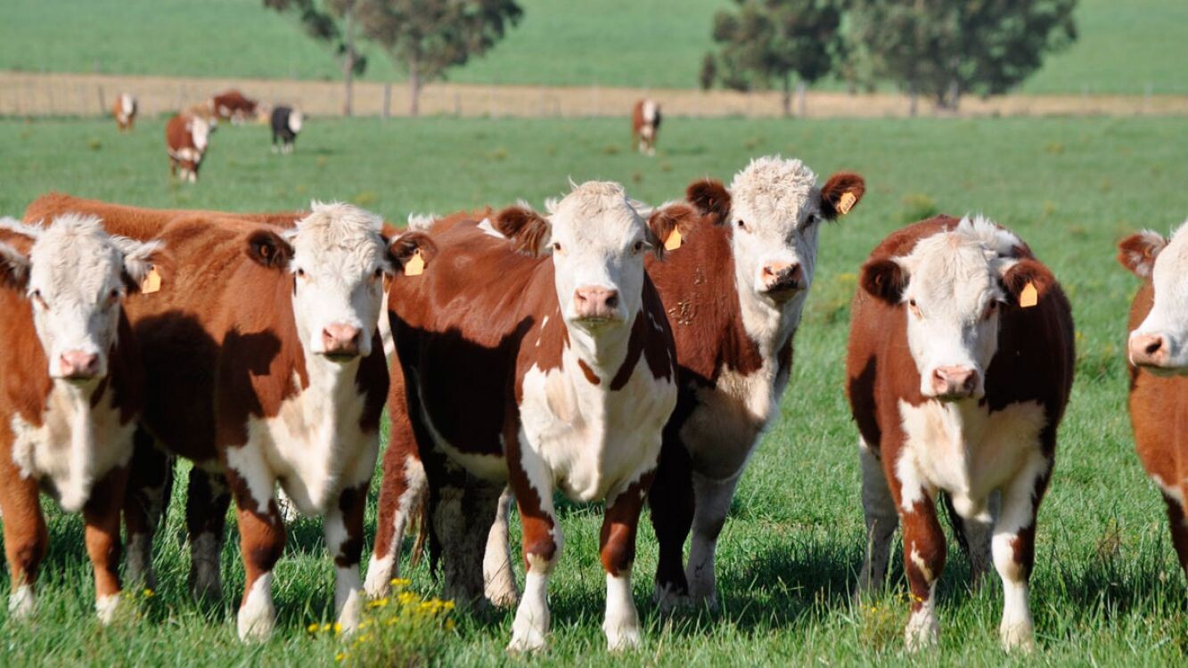 INFO RURAL – CONTINUAN CON MUY BUENAS VENTAS LOS REMATES DE LAS NACIONALES 2026 EN CORRIENTES