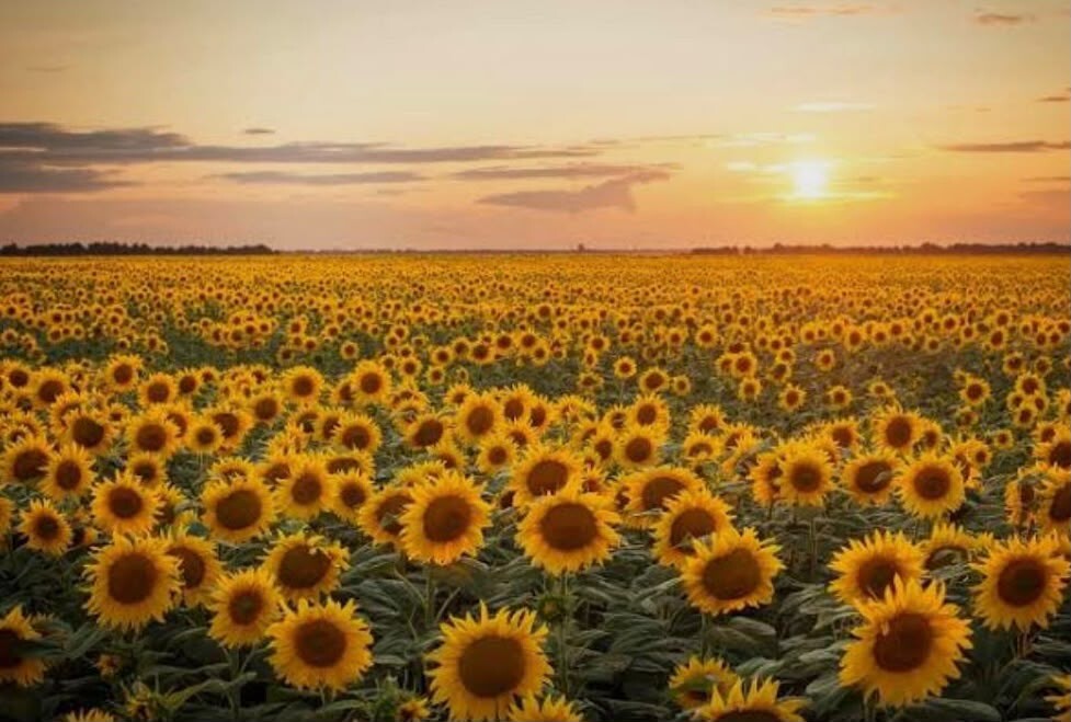 EL GOBIERNO PROVINCIAL RATIFICÓ EL SEGURO MULTIRRIESGO PARA GIRASOL
