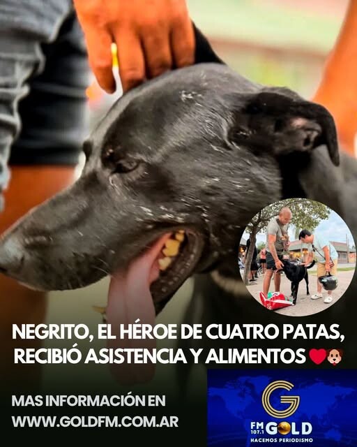 NEGRITO, EL HÉROE DE CUATRO PATAS, RECIBIÓ ASISTENCIA Y ALIMENTOS