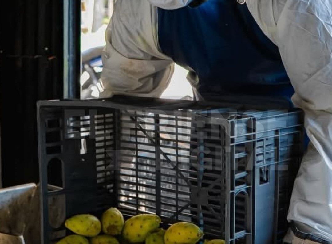 Catamarca avanza hacia su primera exportación de tuna con destino a Europa