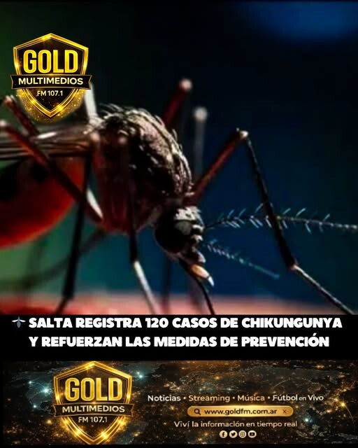 SALTA REGISTRA 120 CASOS DE CHIKUNGUNYA Y REFUERZAN LAS MEDIDAS DE PREVENCIÓN