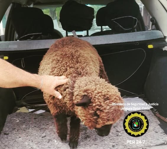 RECUPERAN ANIMAL OVINO SUSTRAÍDO Y LO RESTITUYEN A SU PROPIETARIO.
