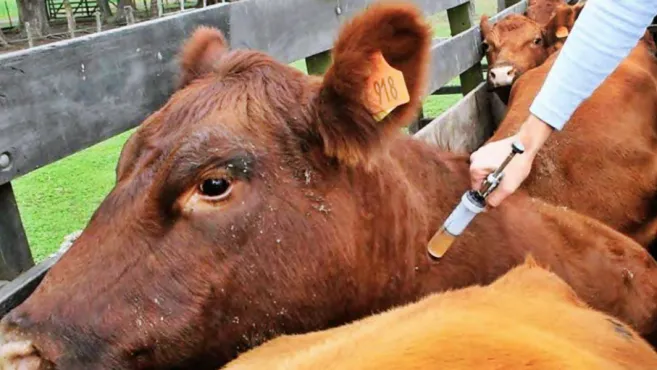 Aftosa global: cepa inédita sin vacuna expone riesgos sanitarios para la ganadería