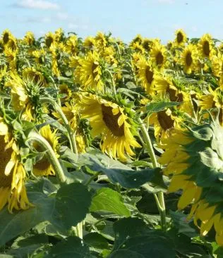 Girasol argentino crece fuerte y llega con innovación al Congreso ASAGIR en Mar del Plata