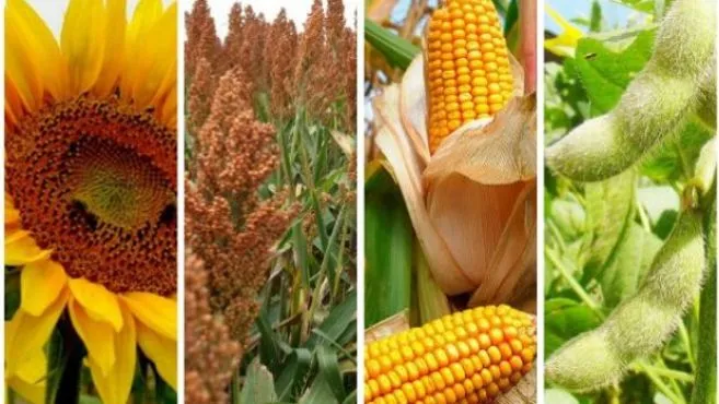 Retenciones: el Gobierno amplía la baja al maíz, sorgo y girasol y cambia el tablero