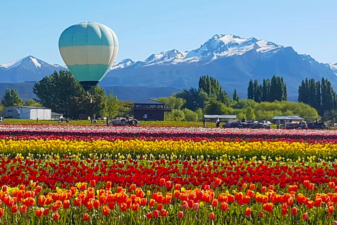 720 (28).webp Habilitaron los vuelos en globo sobre el campo de tulipanes más grande de la Patagonia