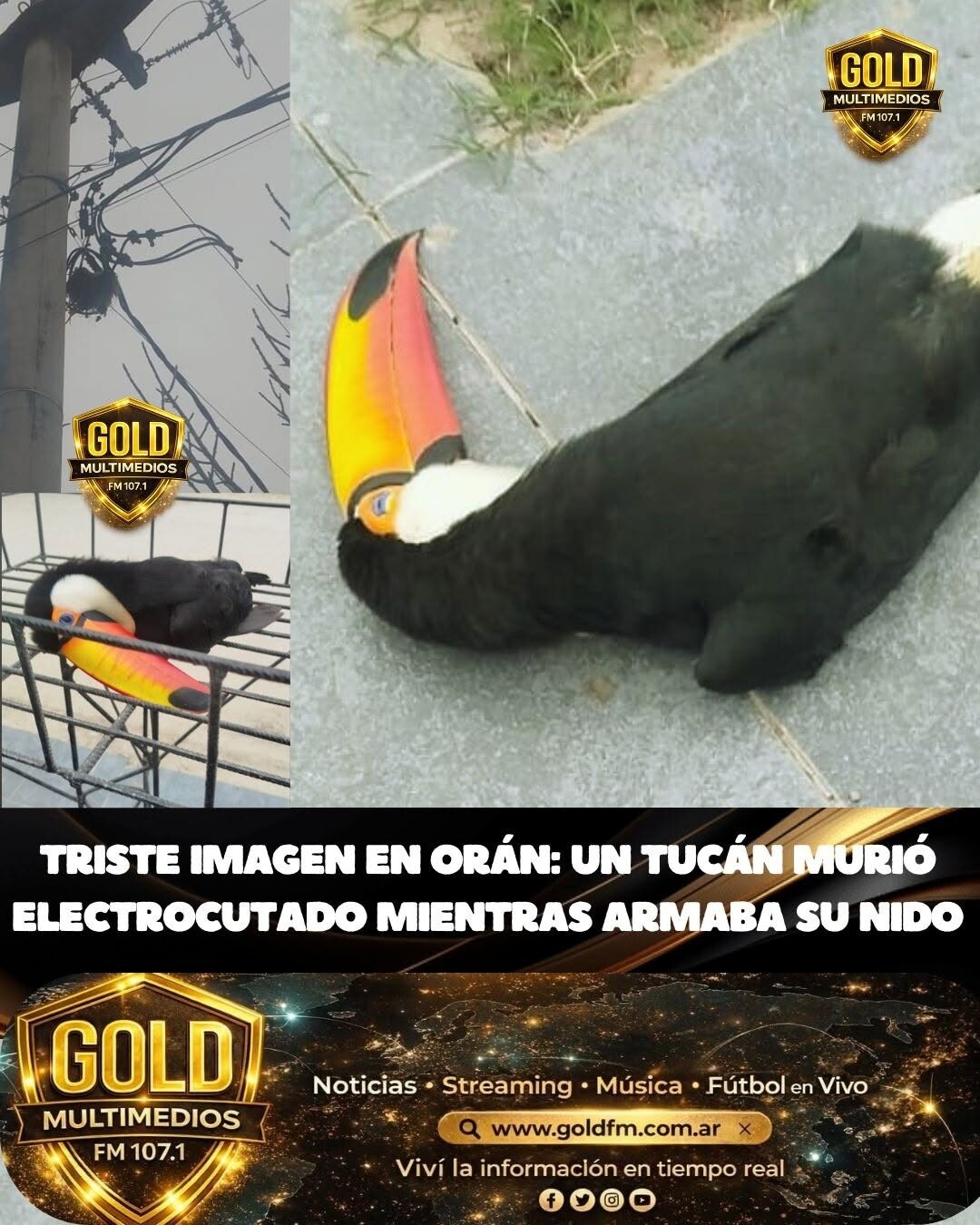 Triste imagen en Orán: un tucán murió electrocutado al intentar llegar a su nido