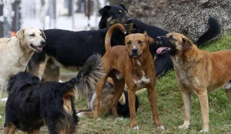 INSISTENTES RECLAMOS Y DENUNCIAS DE VECINOS DEL FRUTILLAR