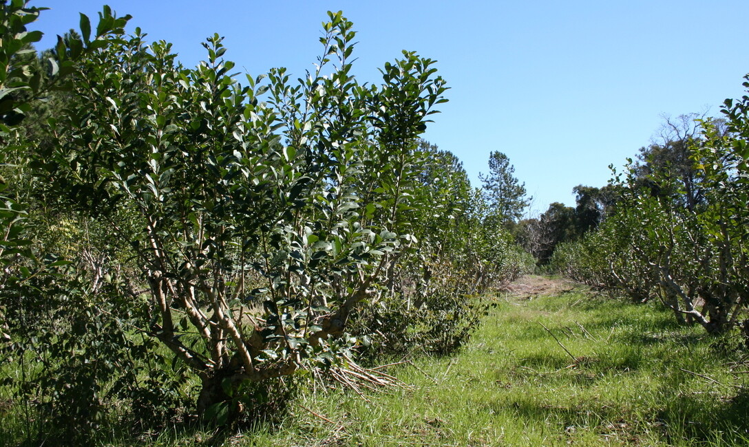 Registro de productores, el próximo lunes de 10 de noviembre en San Pedro