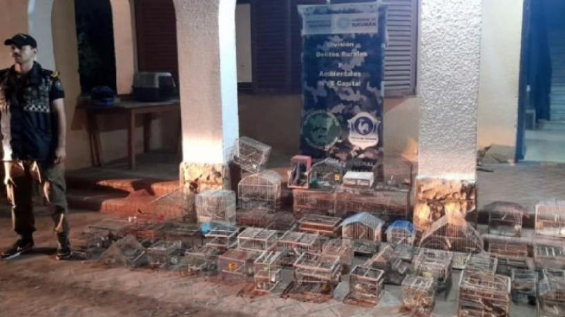 EN LIBERTAD: Rescatan 44 aves silvestres que estaban en cautiverio en una vivienda de Tucumán