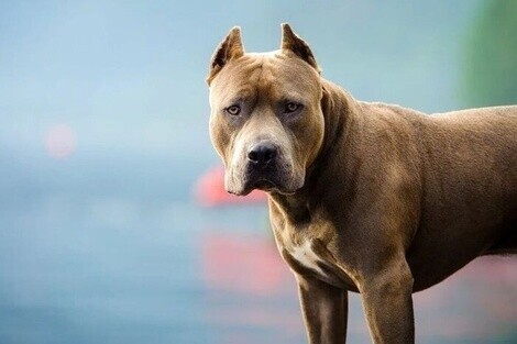 Córdoba Un hombre se descompensó y murió en la calle: su pitbull atacó a quienes quisieron asistirlo