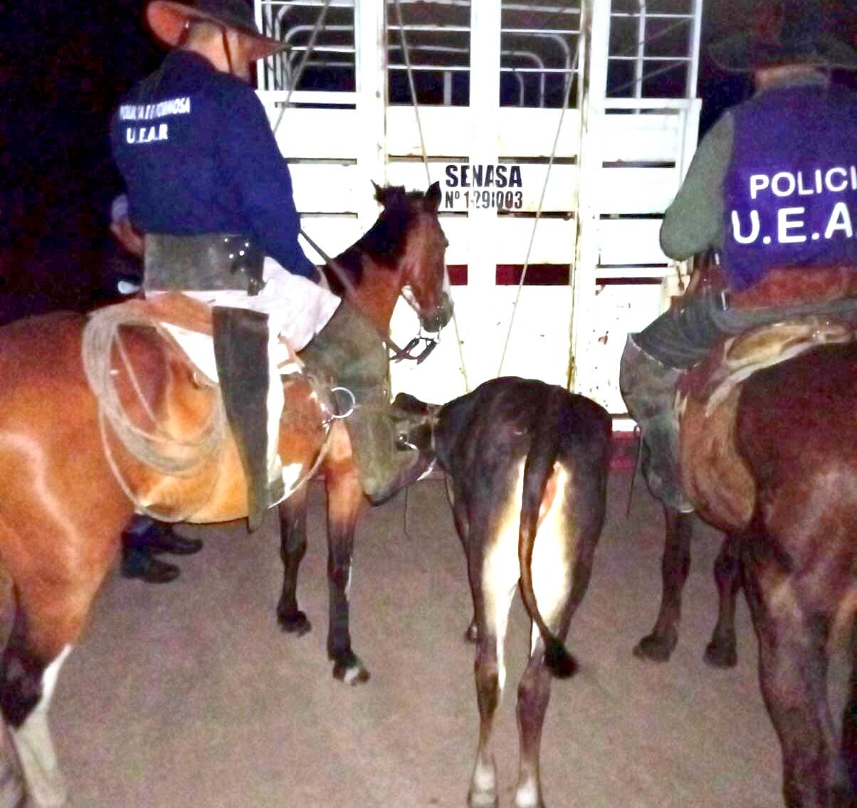 9999.jpg Pirané: Arrestaron a un empleado y secuestraron dos vaquillas y dos caballos