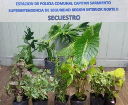 AAA JCR.png Capitán Sarmiento: secuestraron 7 plantas a un vendedor ambulante sin autorización