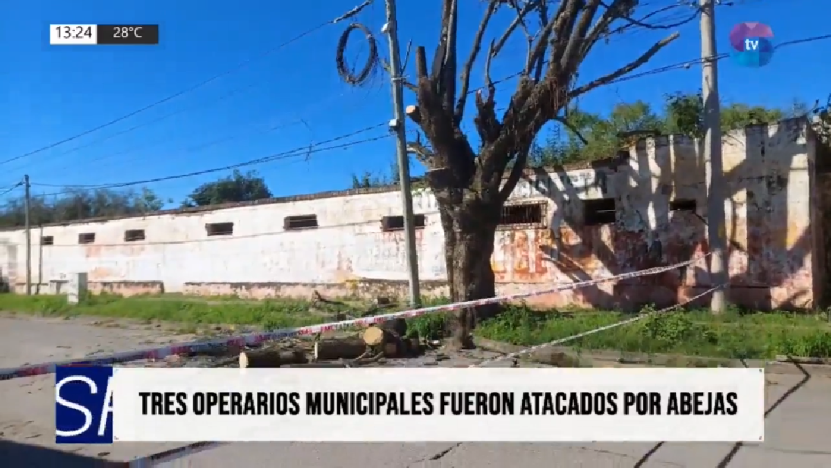 ABEJAS.png Abejas atacaron a tres operarios durante una poda en Metán