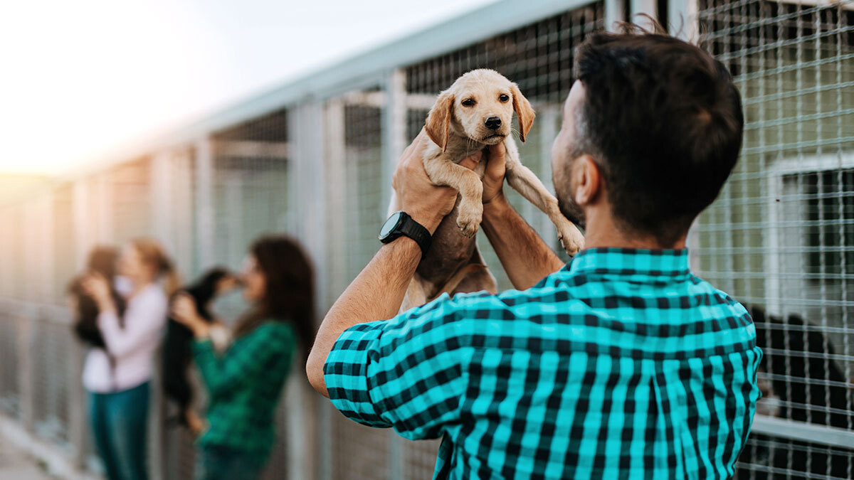 ADOPCION.jpg Rawson da un paso clave en el bienestar animal: Inauguran nuevo refugio transitorio