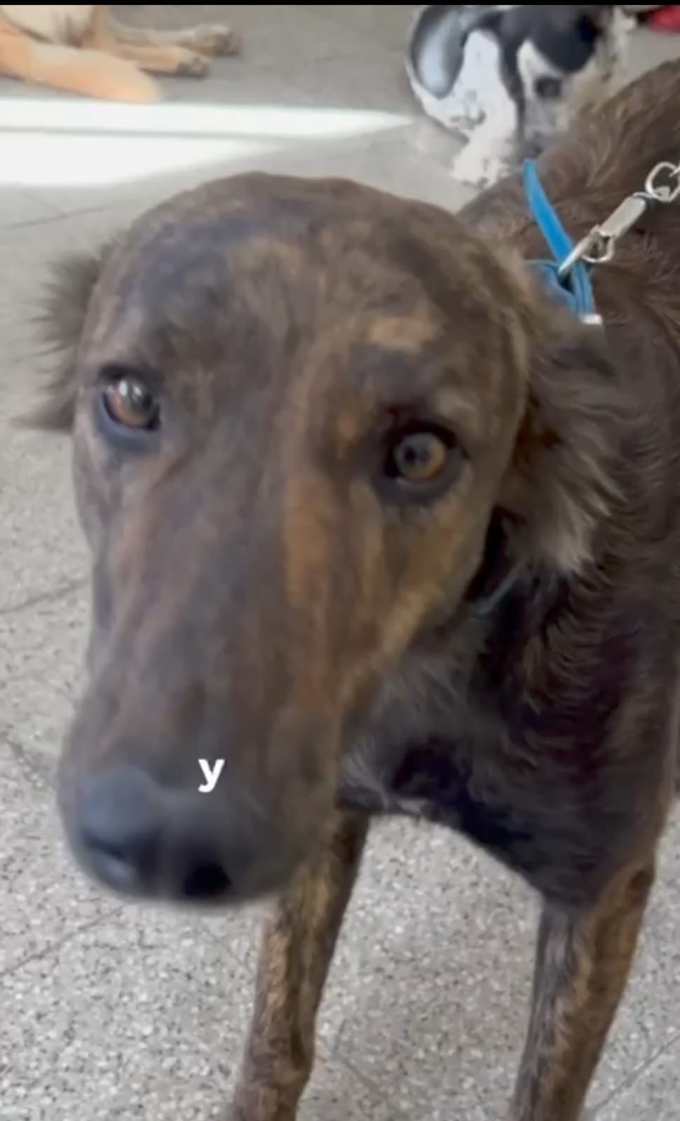 JÁCHAL: sigue cuidando a nuestras mascotas