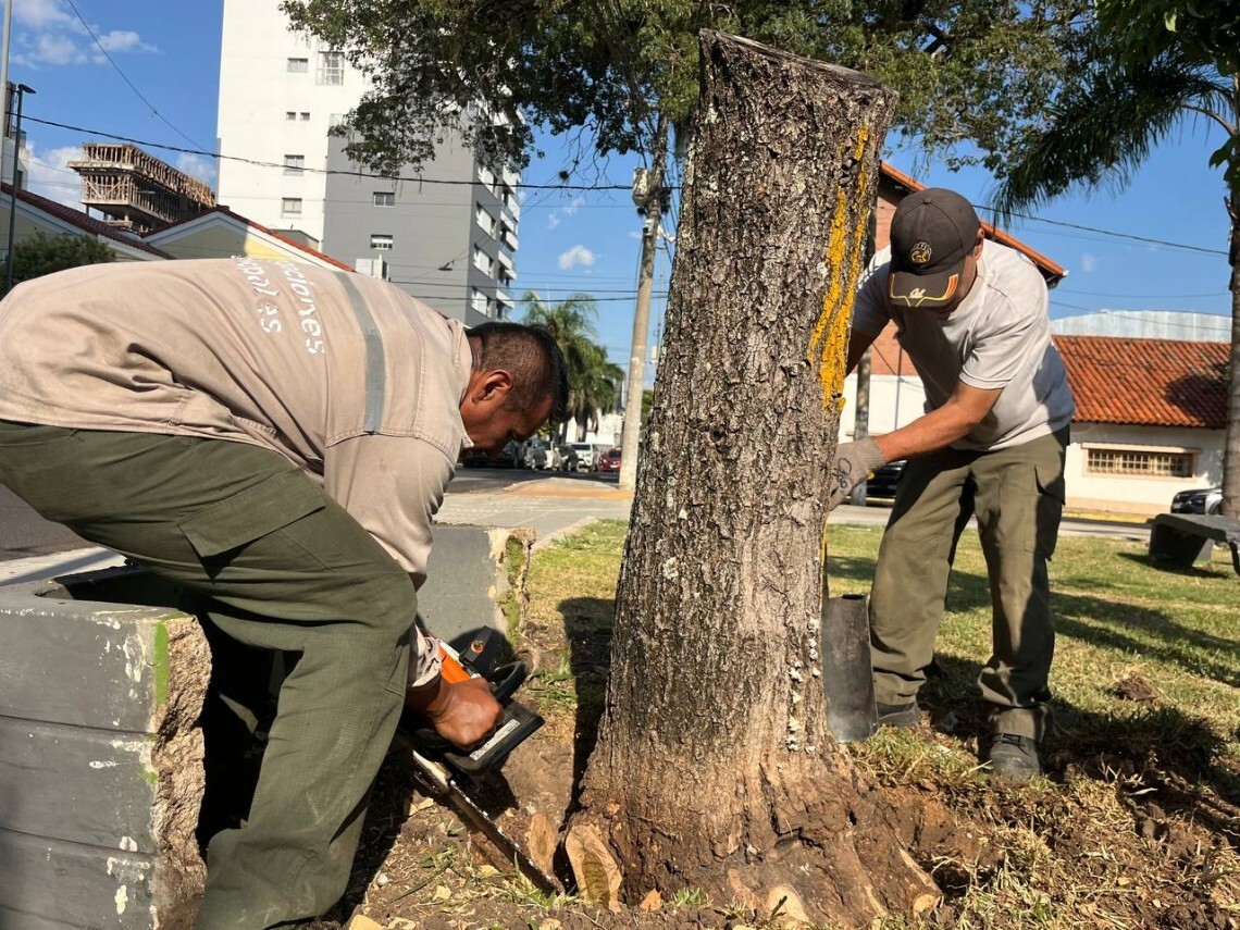 ARBOL GRANDE.jpeg Trabajan en la extracción de árboles con riesgo de caída en el parque Cambá Cuá