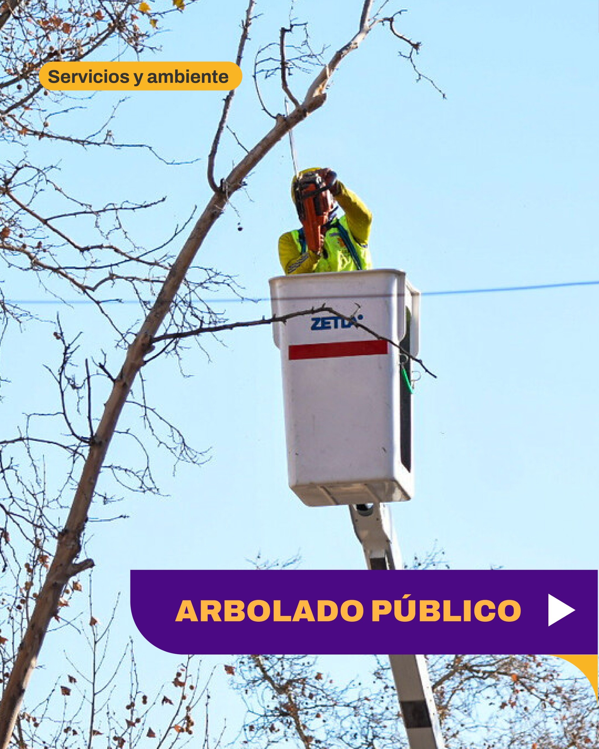 El mantenimiento del arbolado público para el municipio de capital es fundamental