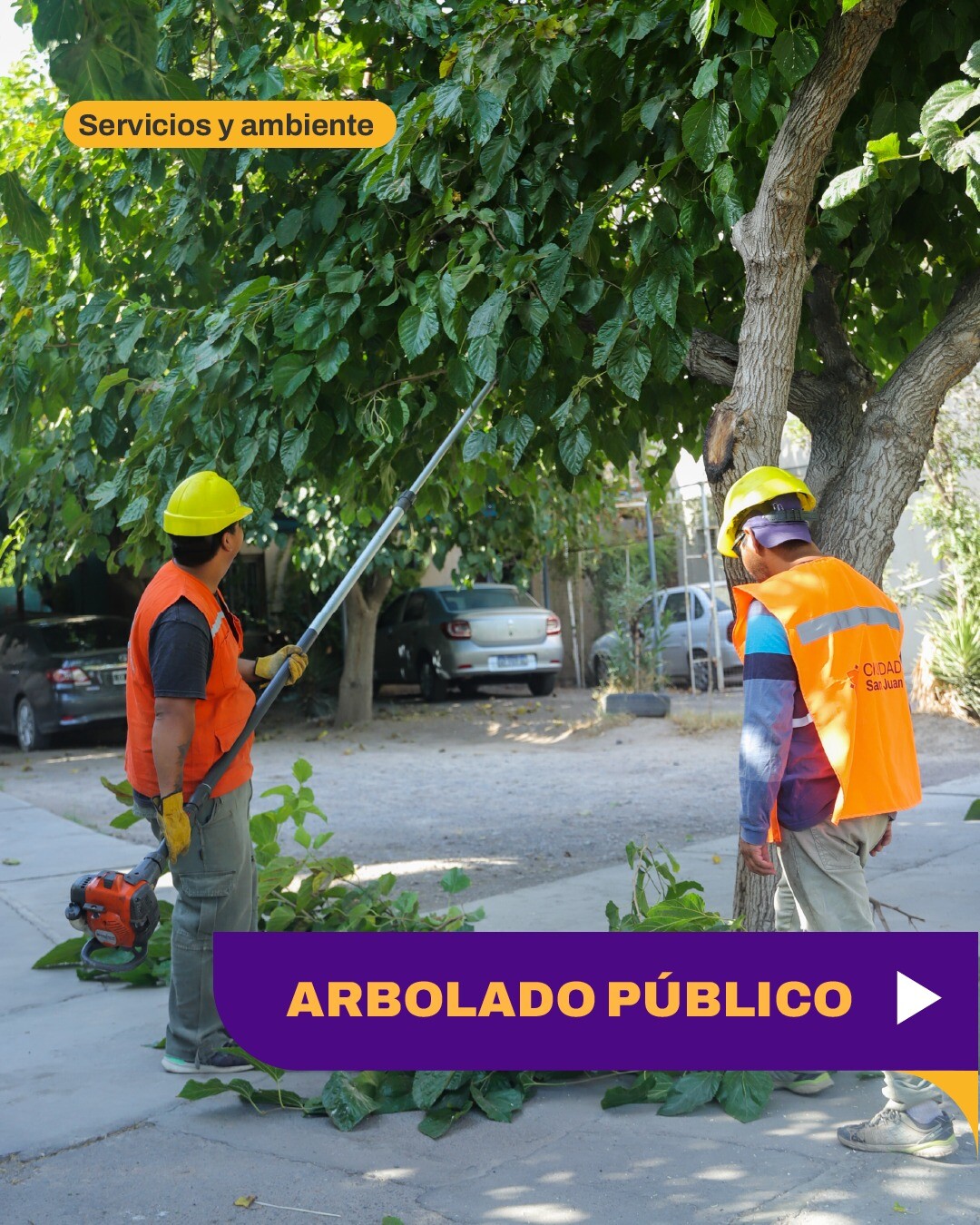 El Municipio de la Ciudad de San Juan despliega un nuevo operativo de arbolado público en barrios y domicilios particulares