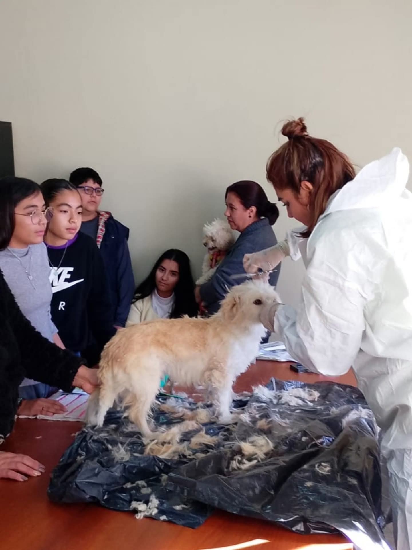 ATENCIÓN-VETERINARIA-SAN-MARTÍN-1.jpg