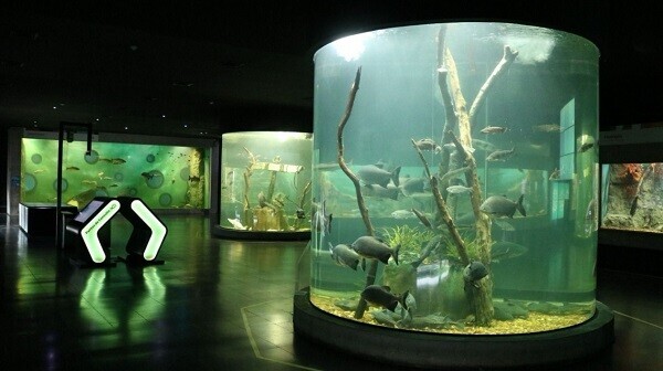 Verano en el Acuario del Río Paraná: convocatoria para colonias y polideportivos