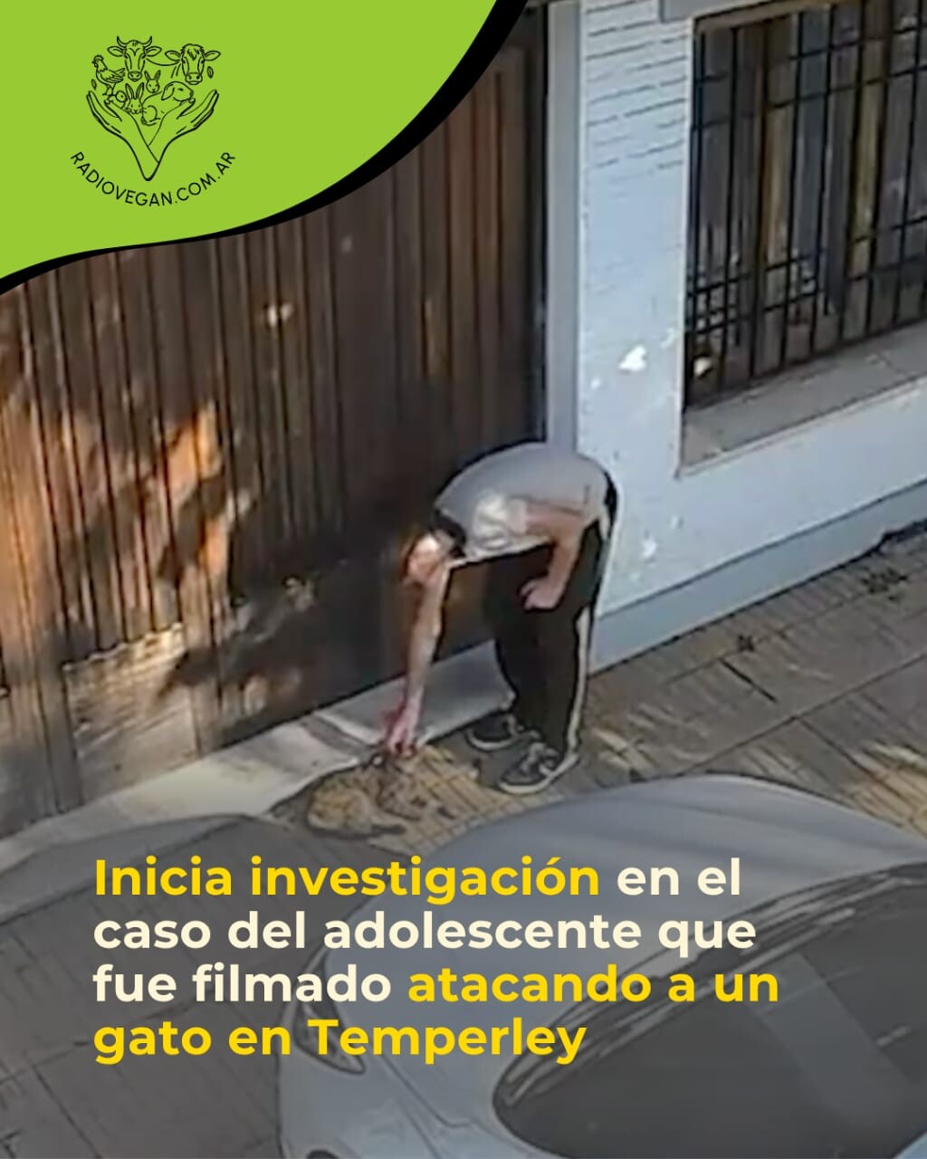 ADOLESCENTE ES FILMADO GOLPEANDO A GATO
