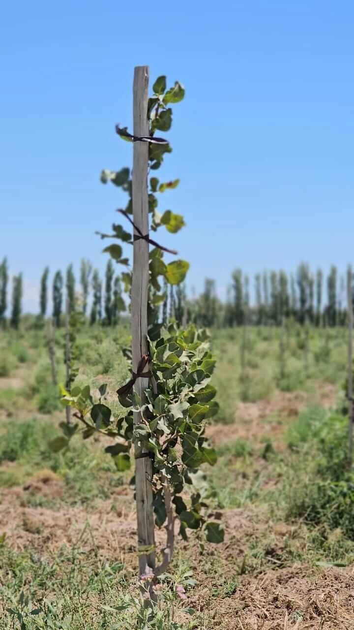 El “boom” del pistacho: buscan inversores para un nuevo proyecto productivo en San Juan