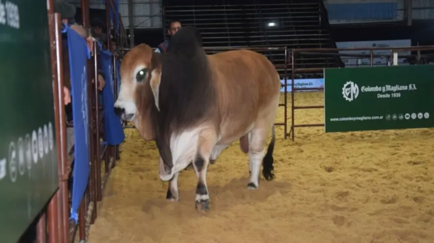 BRAHMA.webp S R CORRIENTES :Remate millonario en Corrientes: pagaron millones por la mitad de un toro