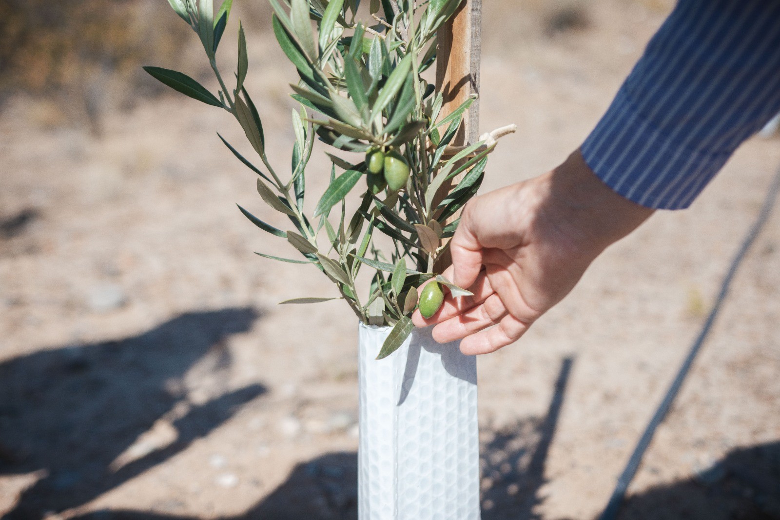 Biss y Mirantes destacaron el potencial agrícola en Rawson al recorrer terrenos que producen olivos y vid