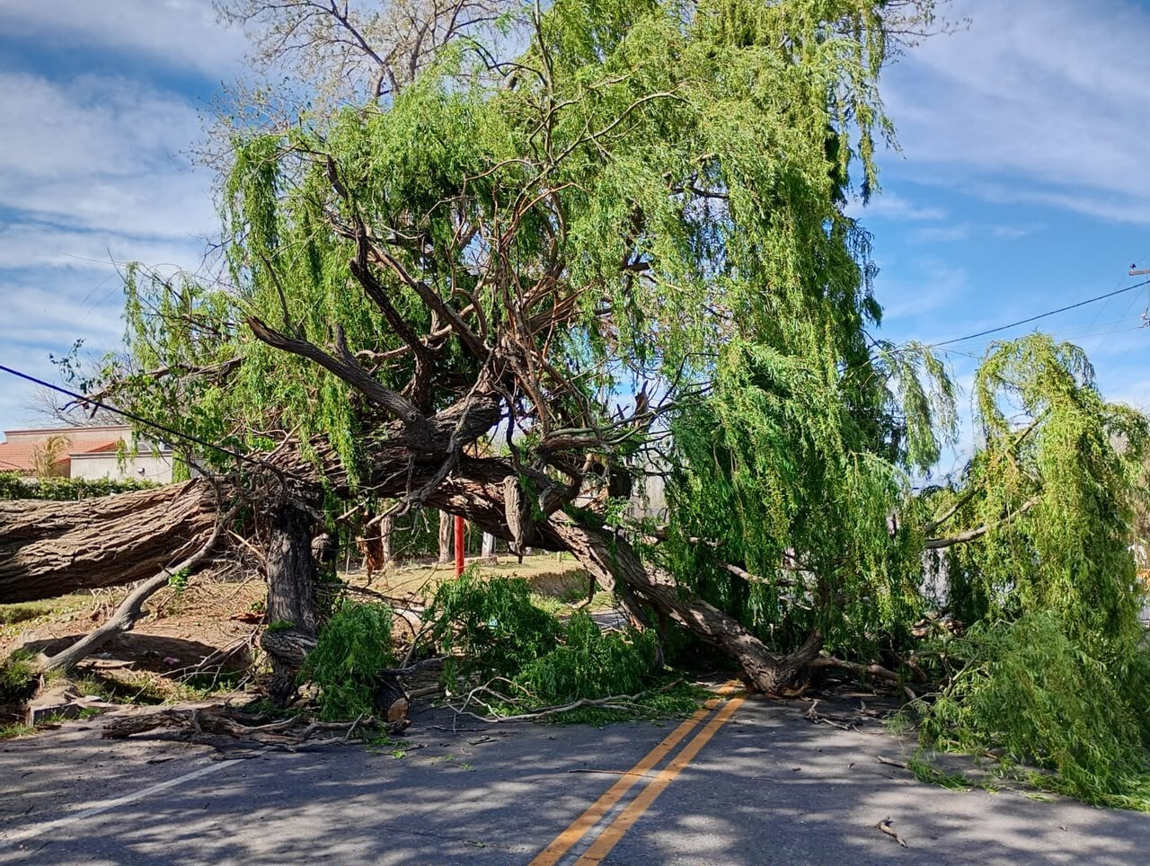 CAIDA-ARBOL.jpeg Intervención municipal en la caída de un árbol en CHIMBAS