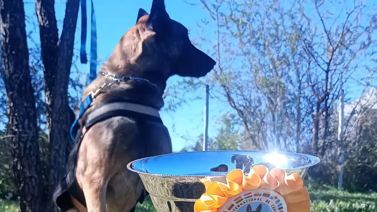 CAIRO.webp Quién es Cairo, el perro correntino que busca, rescata y brilla en Latinoamérica