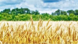 El Trigo en la Región Centro Norte de Santa Fe y sus mejores Rindes